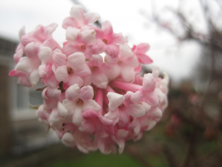 Daphne (or so my husband tells me)