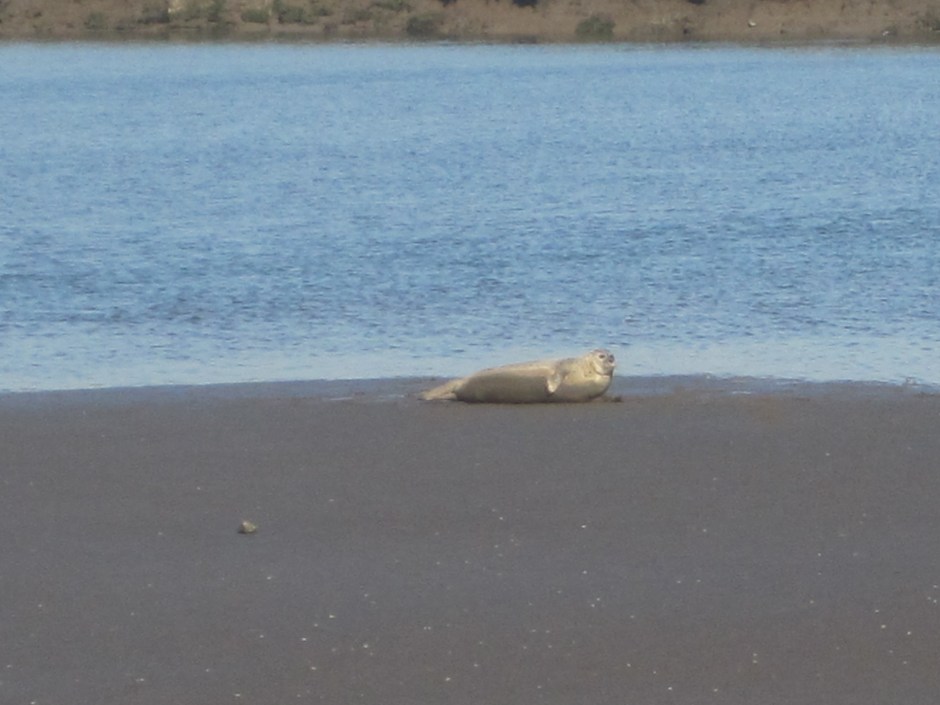 This fellow, and his friends