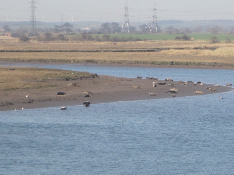 And the seals carry on doing what seals do