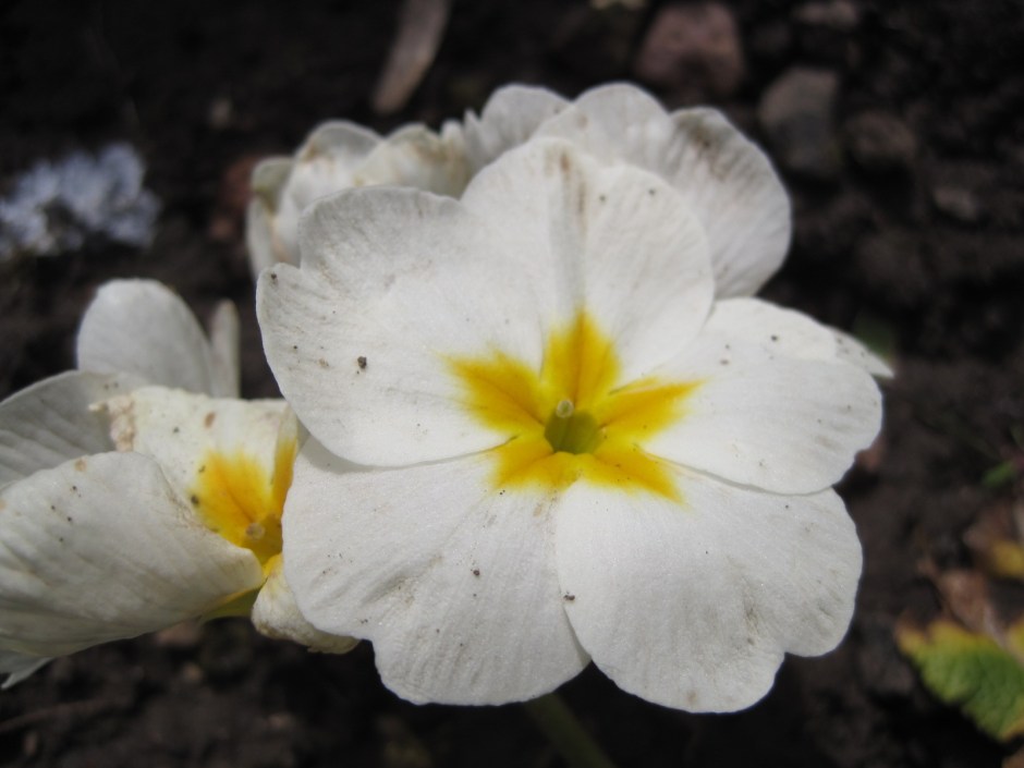 Unasked, the flowers turn their faces up to us