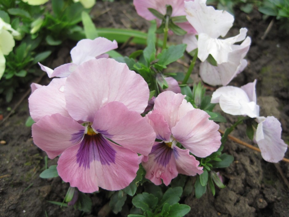 With all their shy beauty