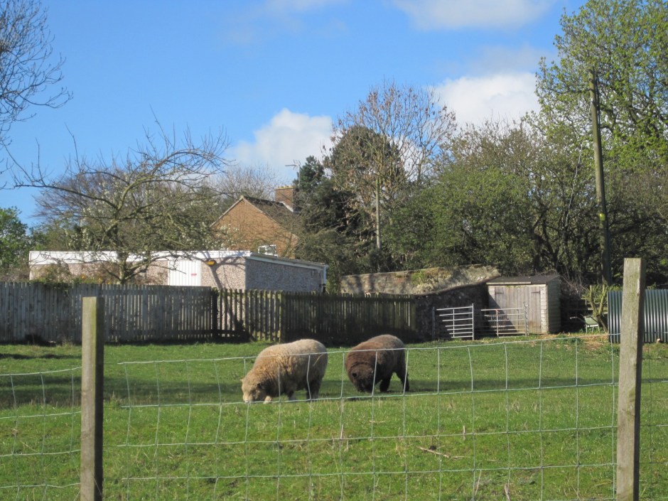 Today they look like teddy bears and are busy 'tucking in'.
