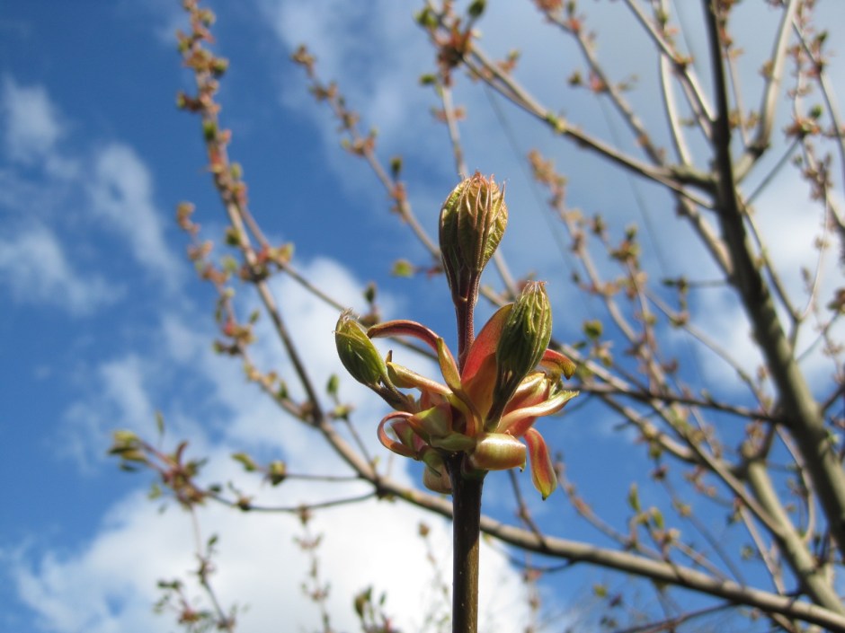 The leaves are unfurling nicely and there are hens in the farmyard 