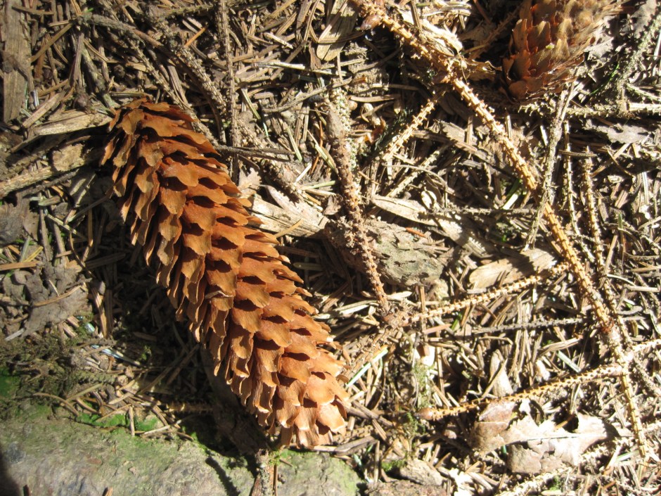 Pine cones litter the path