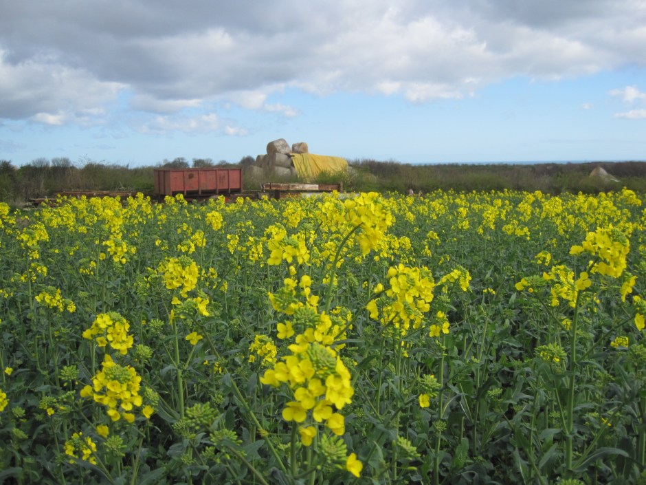 The fields are full of rape seed at the minute