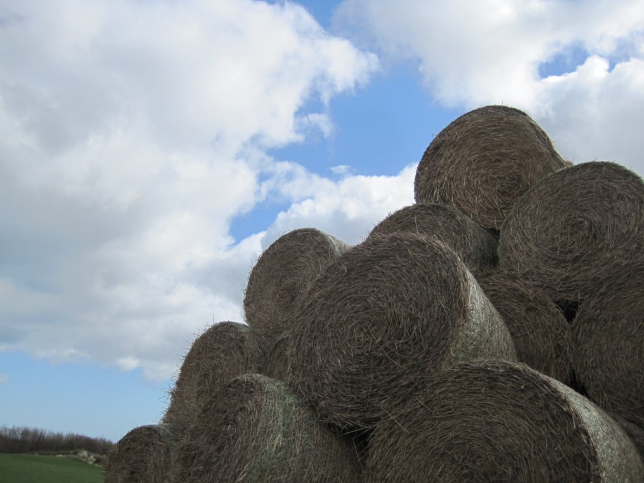 And great heaps of rolled hay