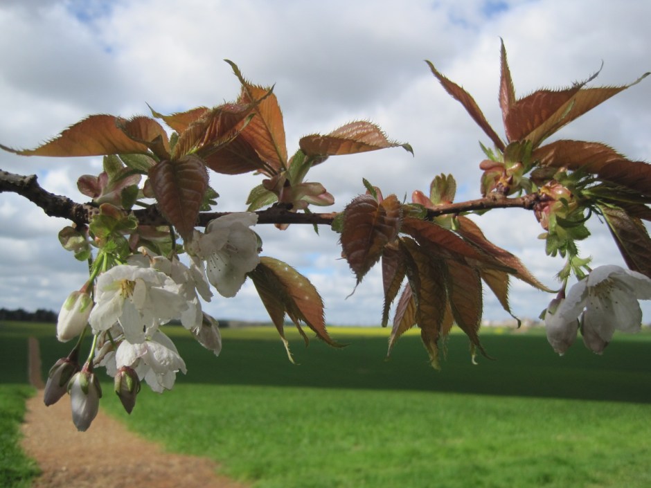 I cannot resist a blossom shot along the way