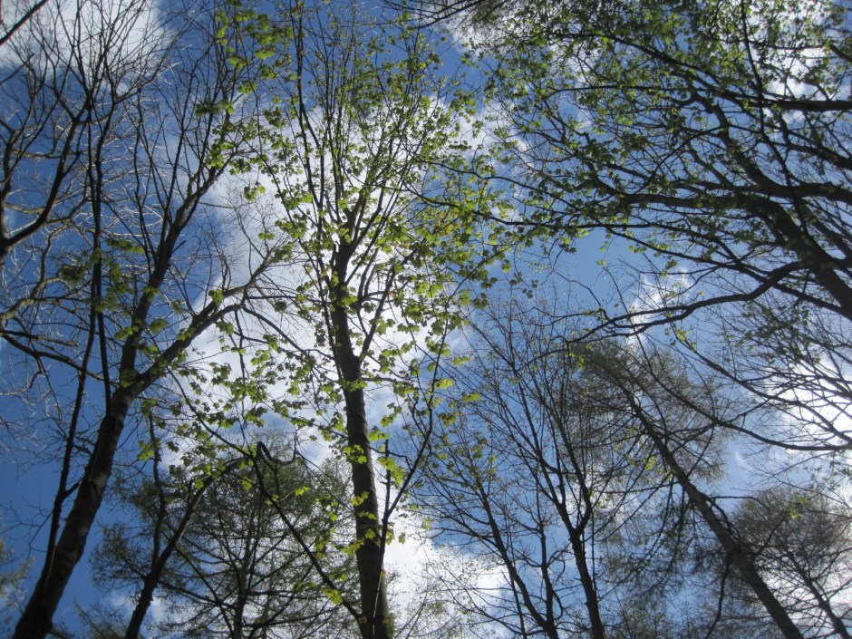 Then back under the feathery leaves