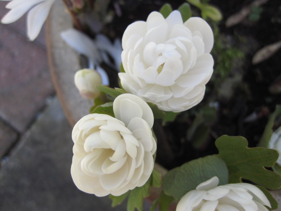 Peeping out of their pots