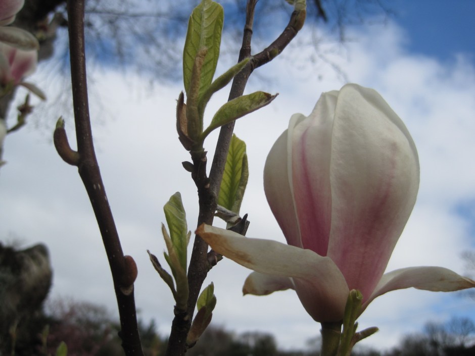This magnolia was a beauty!