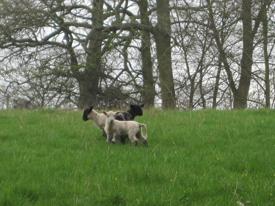 And even a flash of black and white