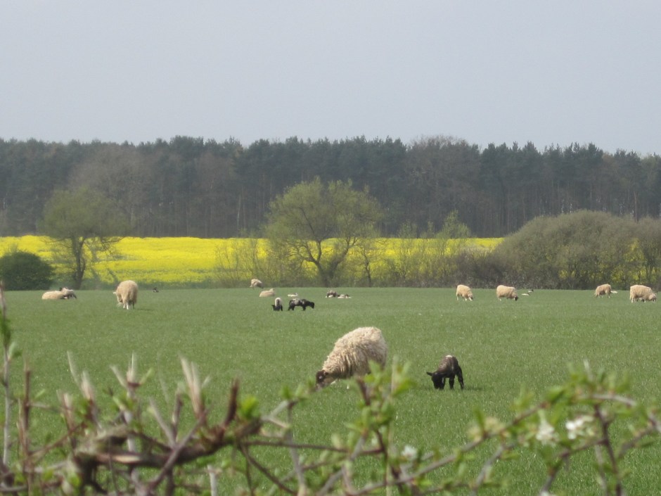 Aren't the black ones just gorgeous?