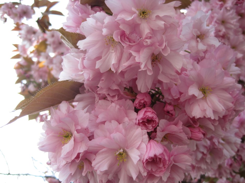 I never tire of seeing them overhead