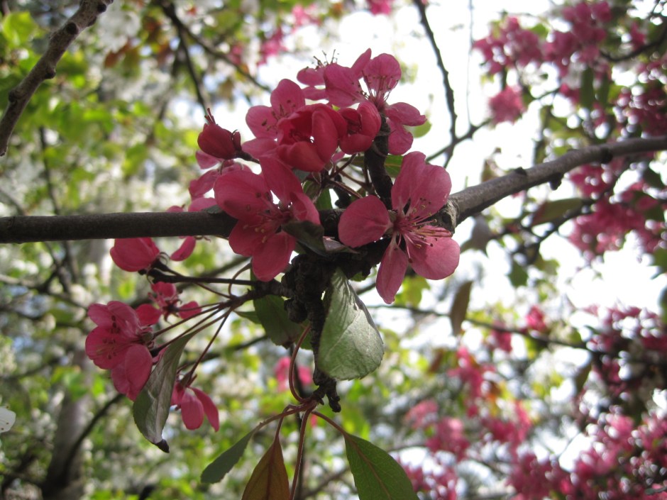 The darker pinks, more sparing of their favours