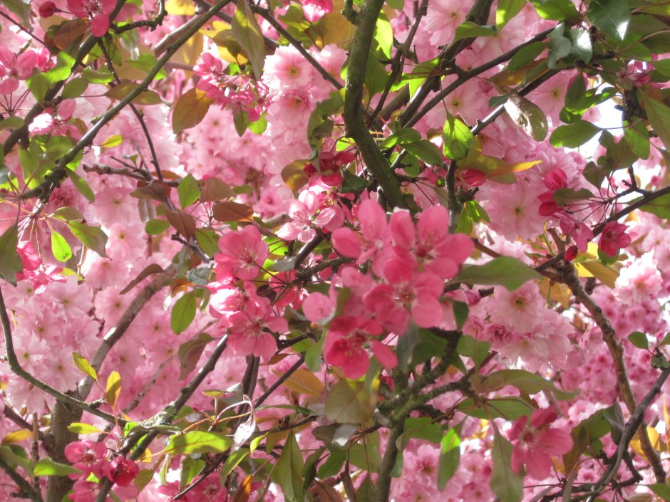 But happy to flirt with their showy neighbours