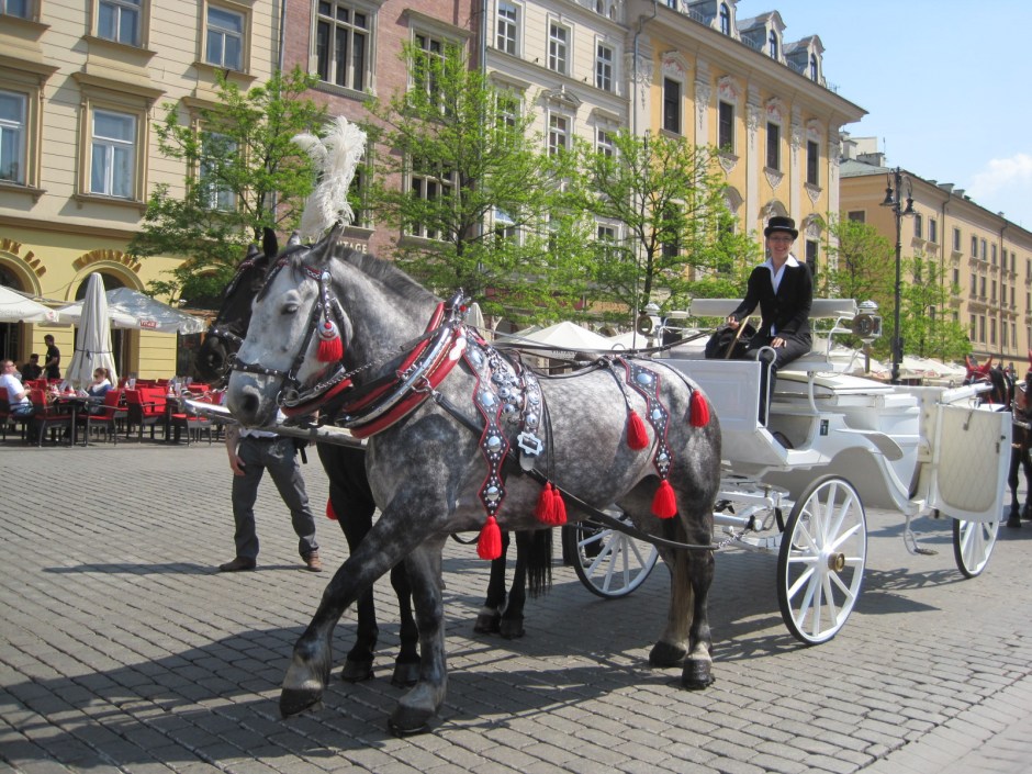 Or a horse who's all set to go