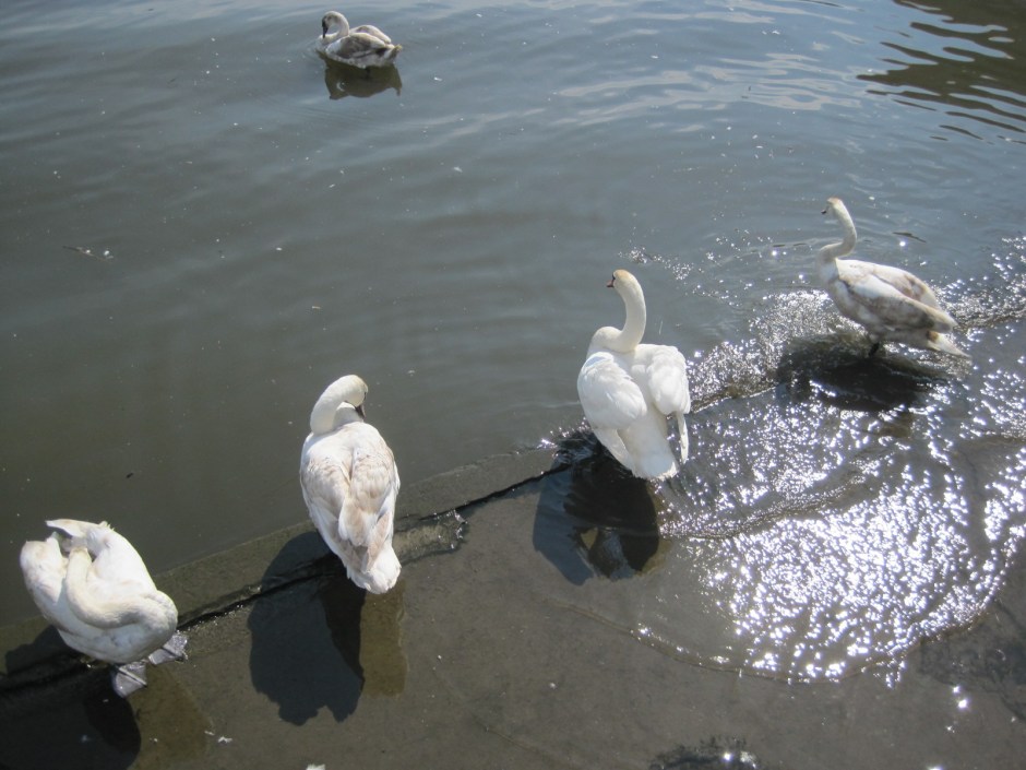 The swans are more than happy!