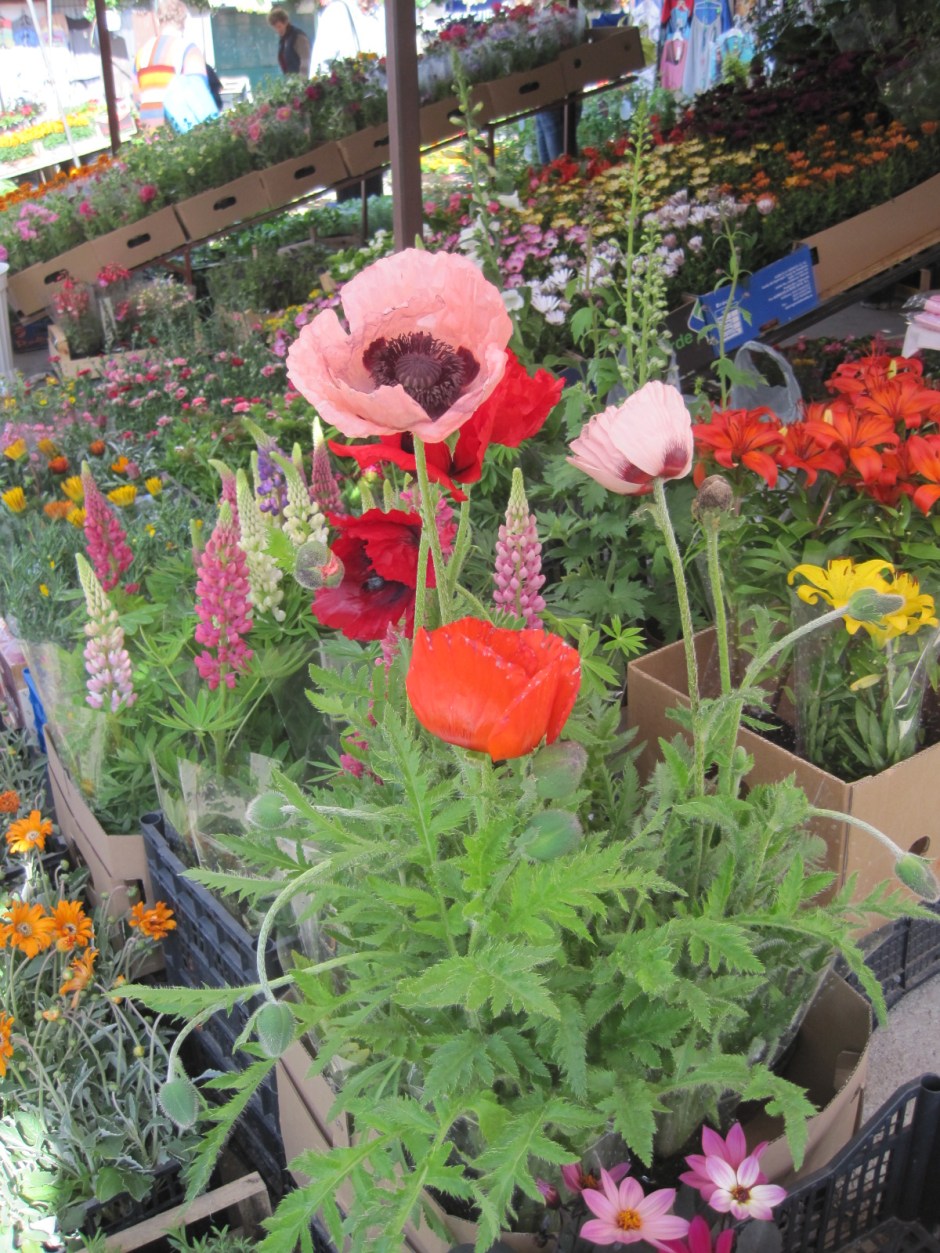 Flower stalls at Borek Falecki market
