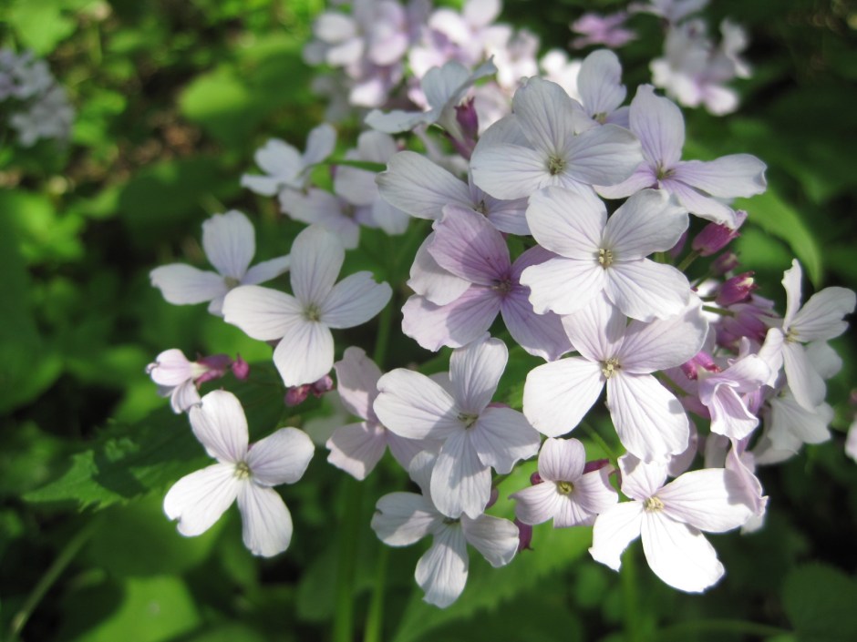 But the flora are delicate and pretty