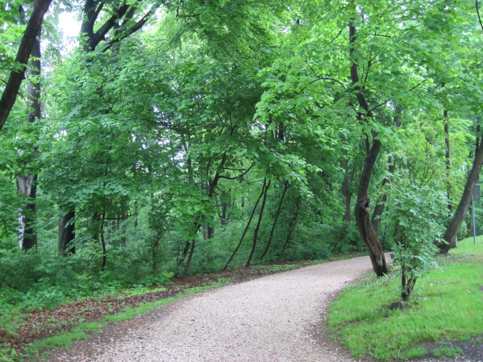 The path through the woods