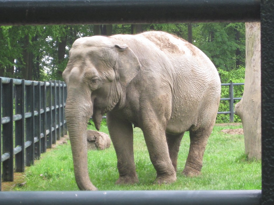 I don't know that I expected to find elephants in the woods!