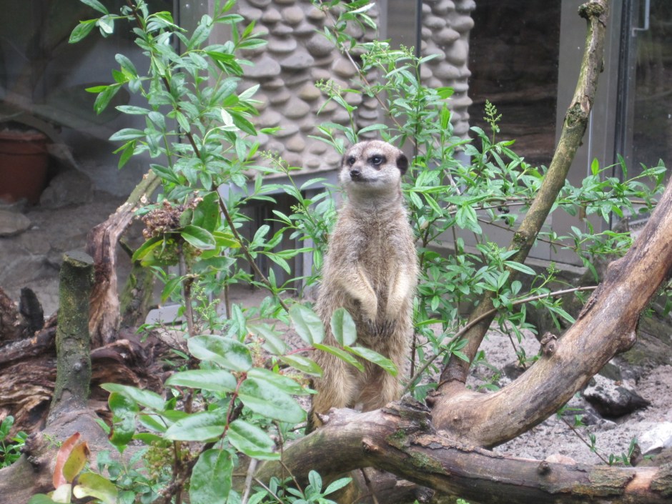 But the meerkats were keeping a sharp lookout!
