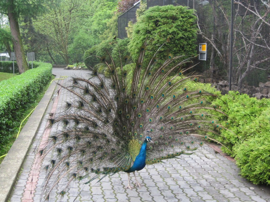 While the peacocks performed a merry dance