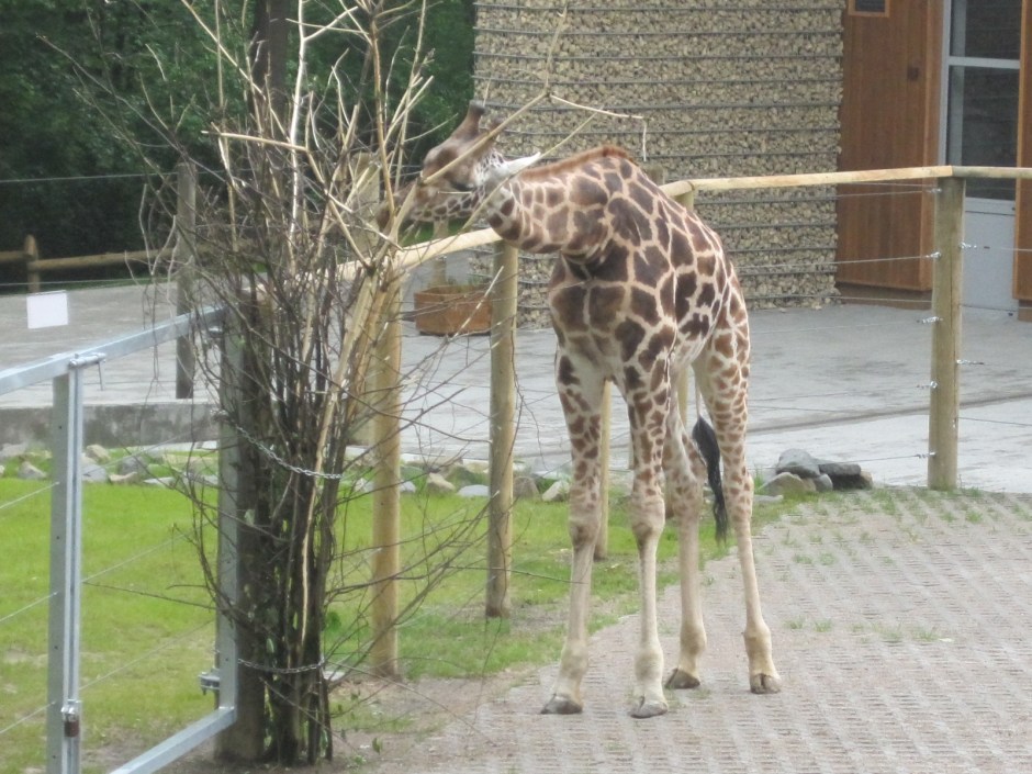 But my out and out favourite was this fella