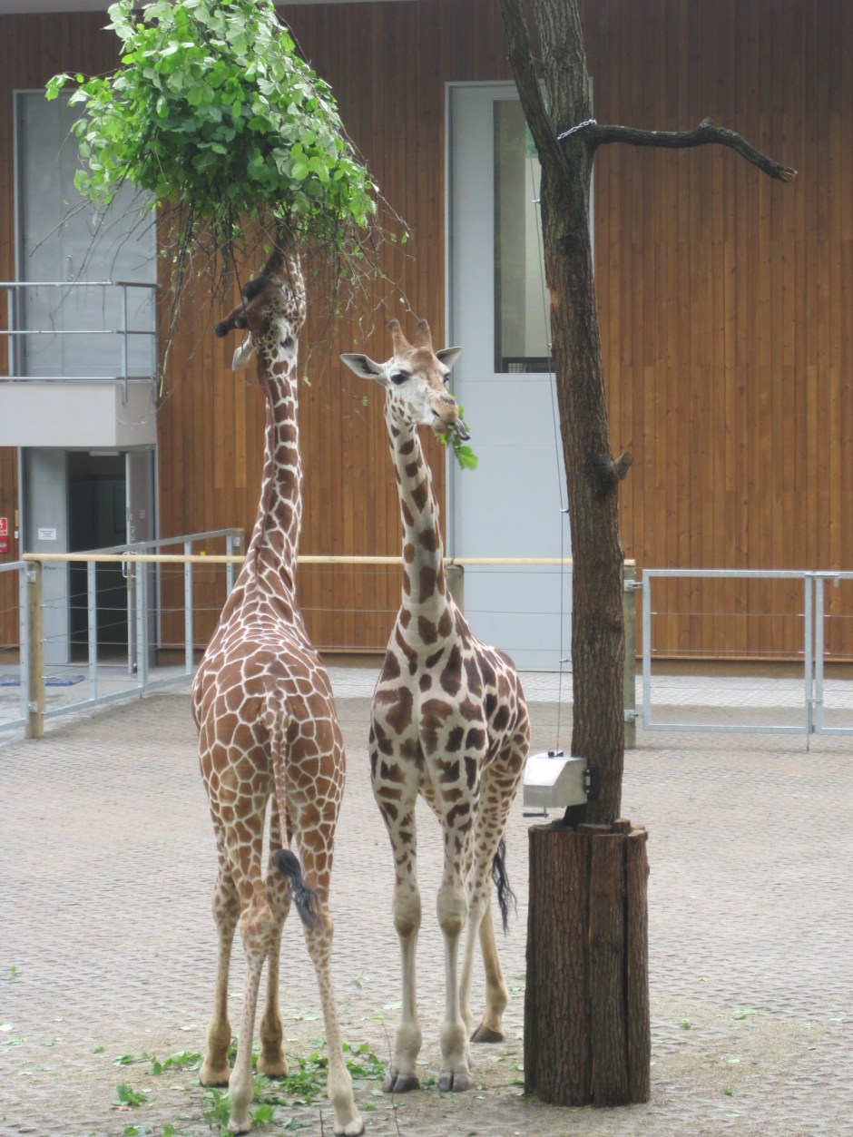 And his friends- messy eaters, aren't they? 