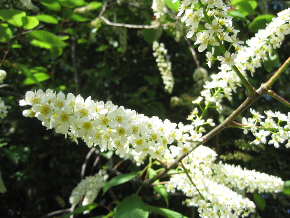 Everywhere you look, there's blossom!