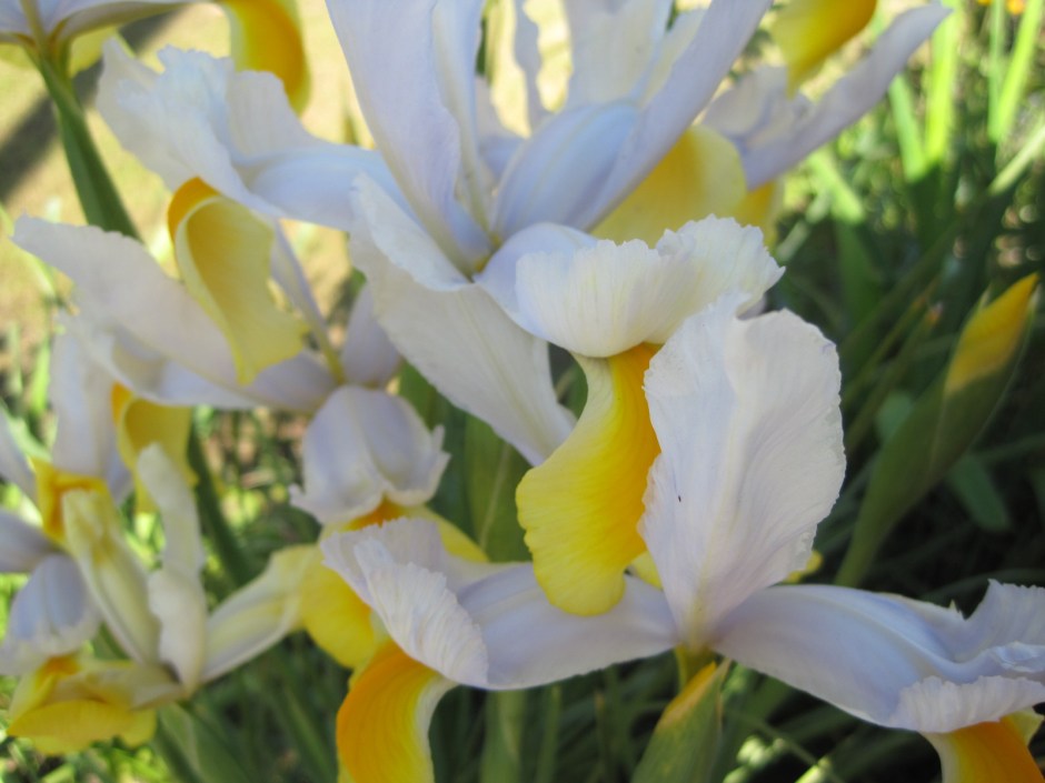 The boldness of the iris 