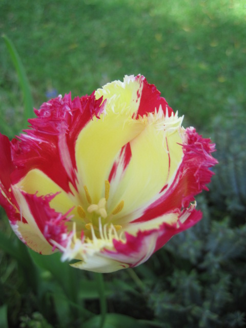 Tulip power!