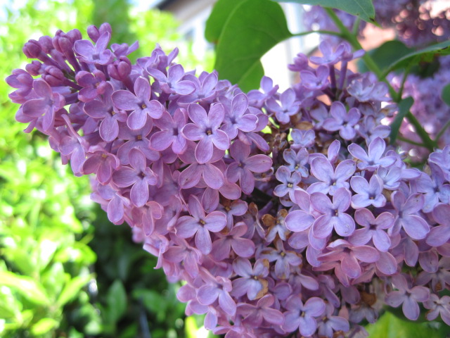 The fragrance of lilac