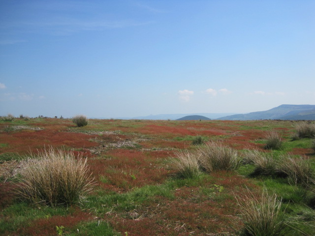 On the Moors, flamboyant colour