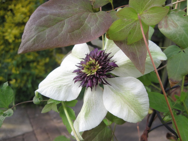 And in my own garden