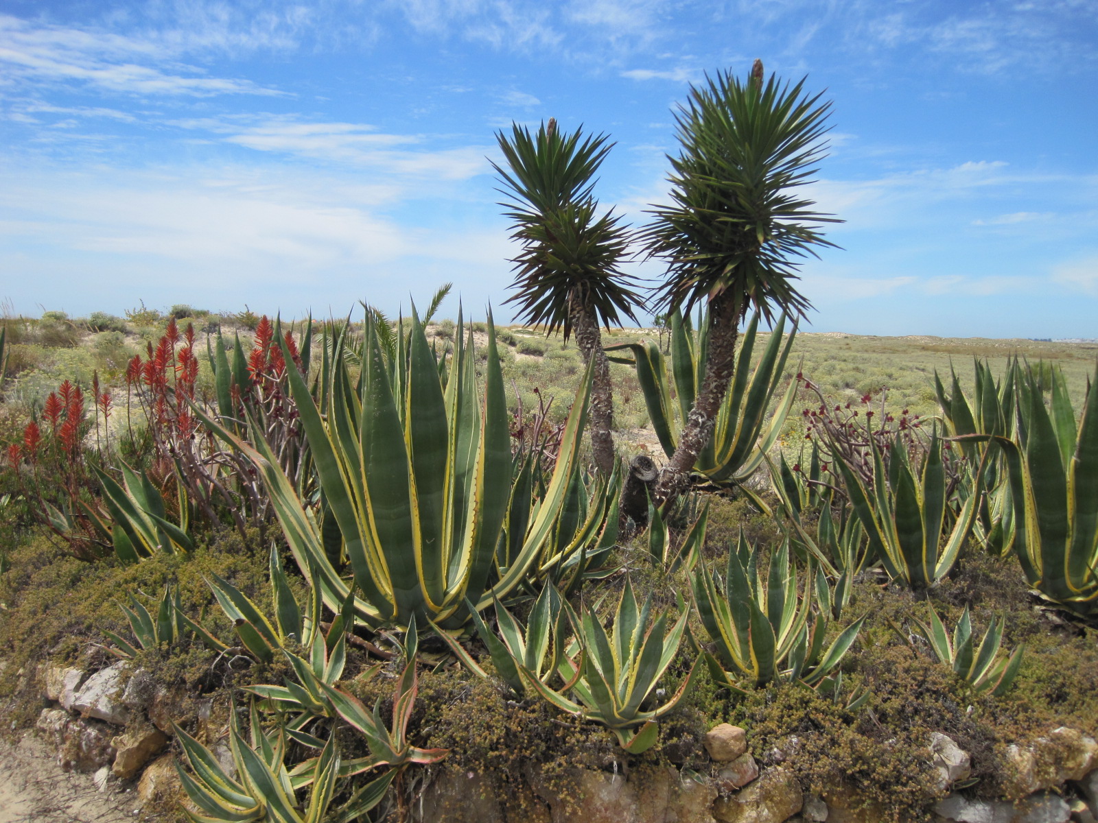 Cacti and aloe vera begin to take over