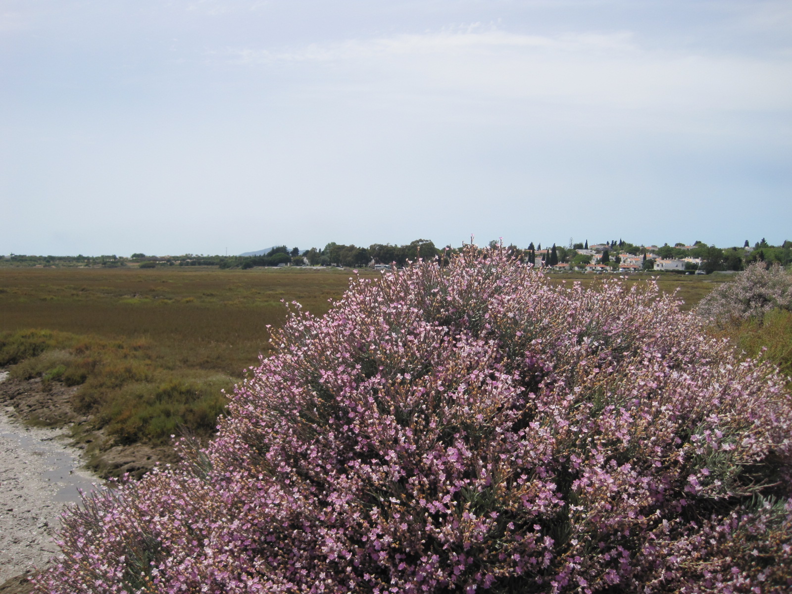The sea broome in delicate shades of lilac