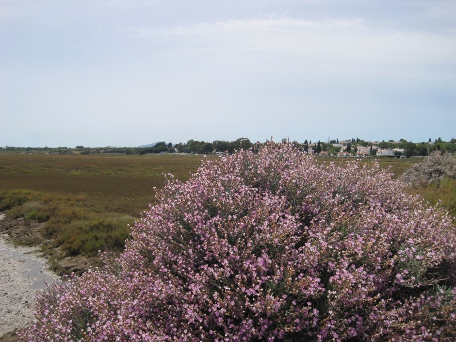 The sea broome in delicate shades of lilac