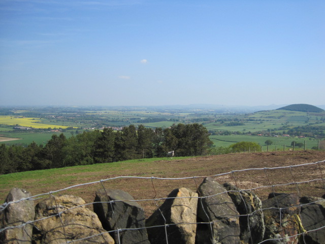 A solitary sheep keeps his distance across the field- no sheep wash for him! 