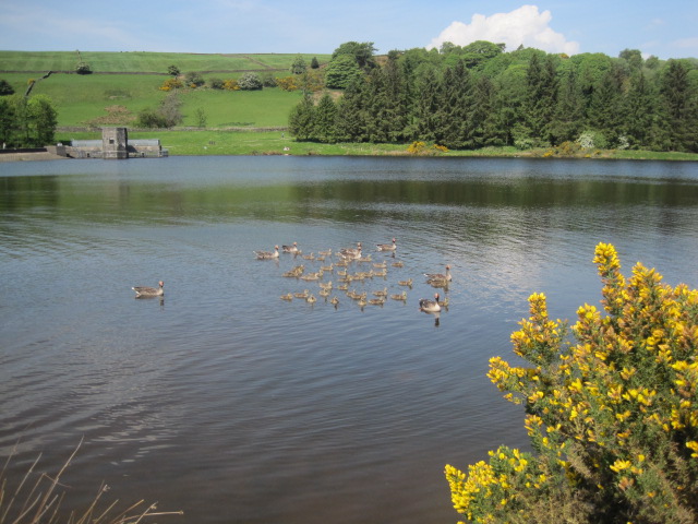 But the goslings don't mind