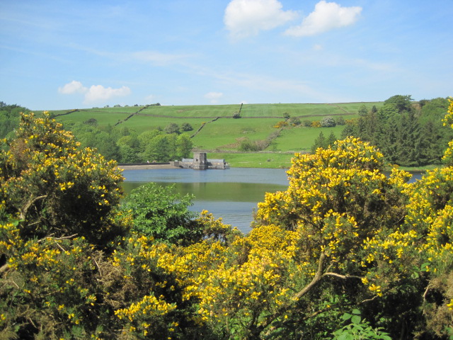 The gorse is plentiful too