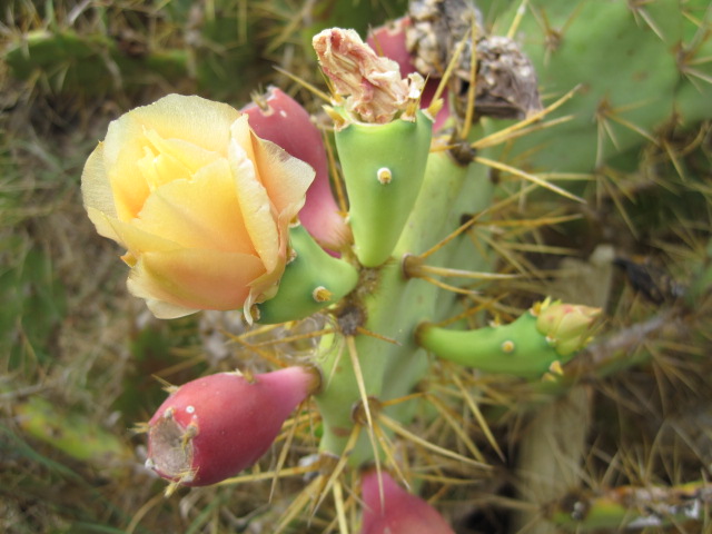 Like the flowering cacti- almost as plentiful as the broom!