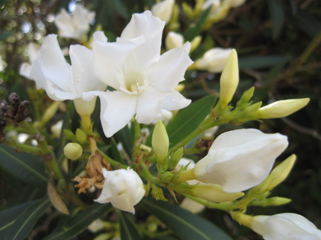 The oleander are lovely this year