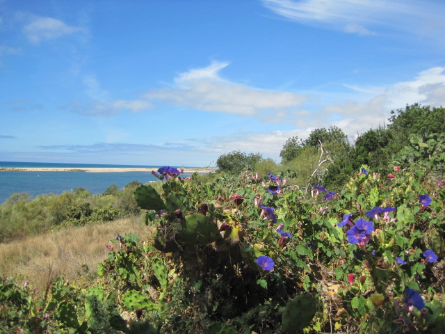 And the columbine are doing battle with the cacti