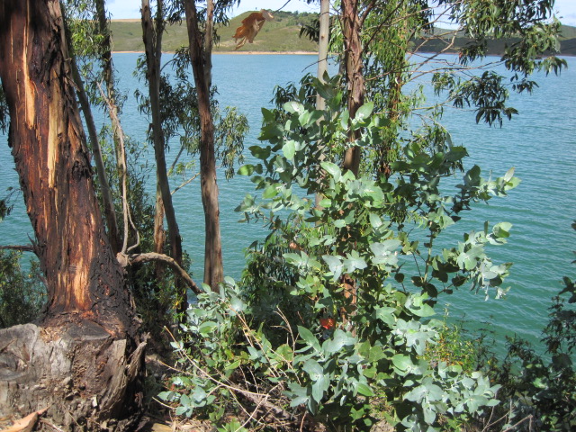 The eucalyptus forming a screen