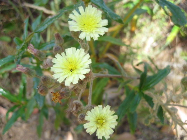 These were quite common, too