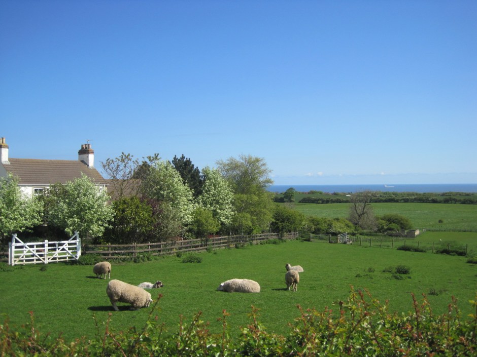 The sheep were indulging their usual antics