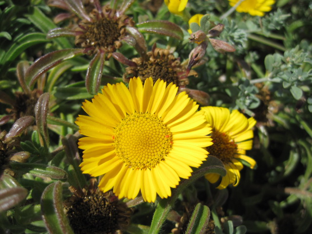 Yellow polka dots strewn among the plummy aliums