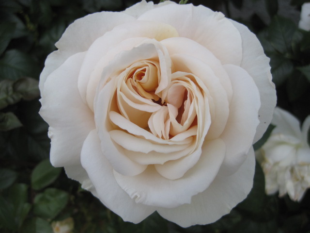 Just one last English rose, for Christine