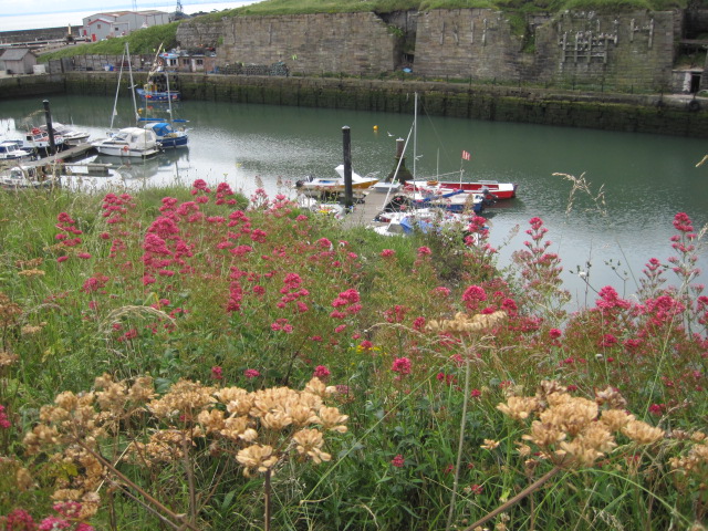 And some noble weeds